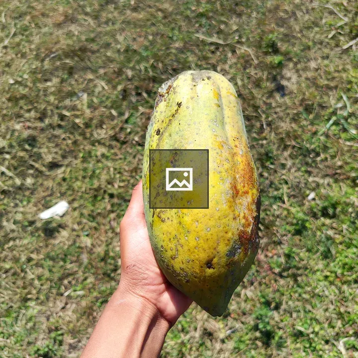 Papaya in Hand