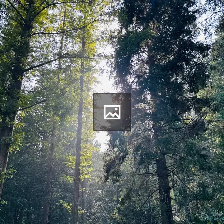 Forest with Sunlit Foliage