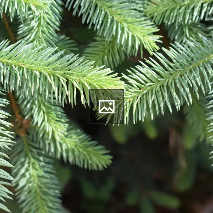 Green pine needles