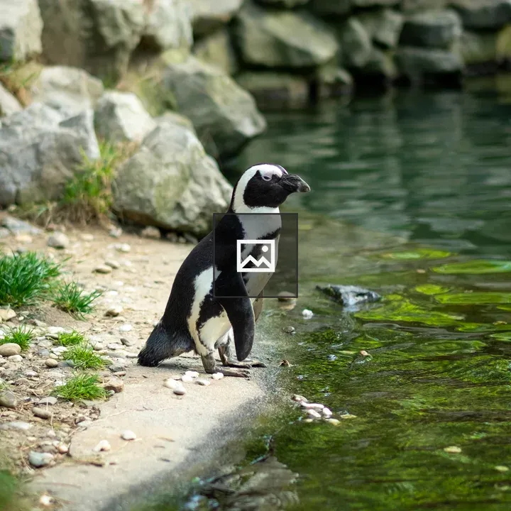 Penguin at Burger's Zoo