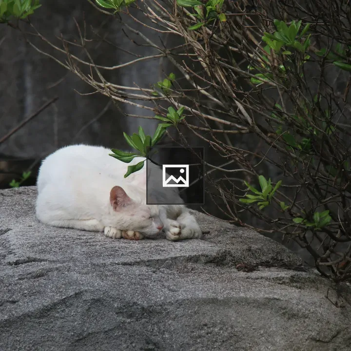 Close-up of sleeping white cat