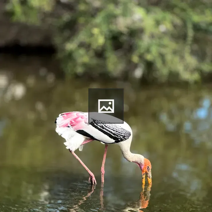 Large wading bird with colorful plumage