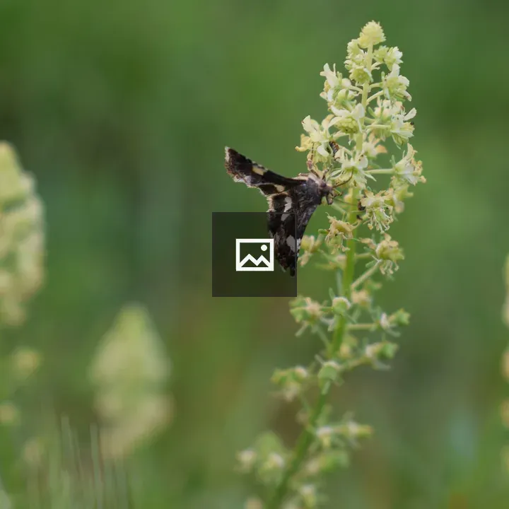 Moth on Light Green Flowers