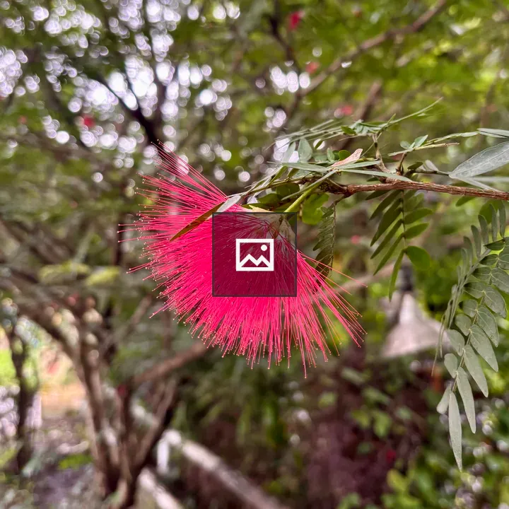Vibrant pink powder puff flower