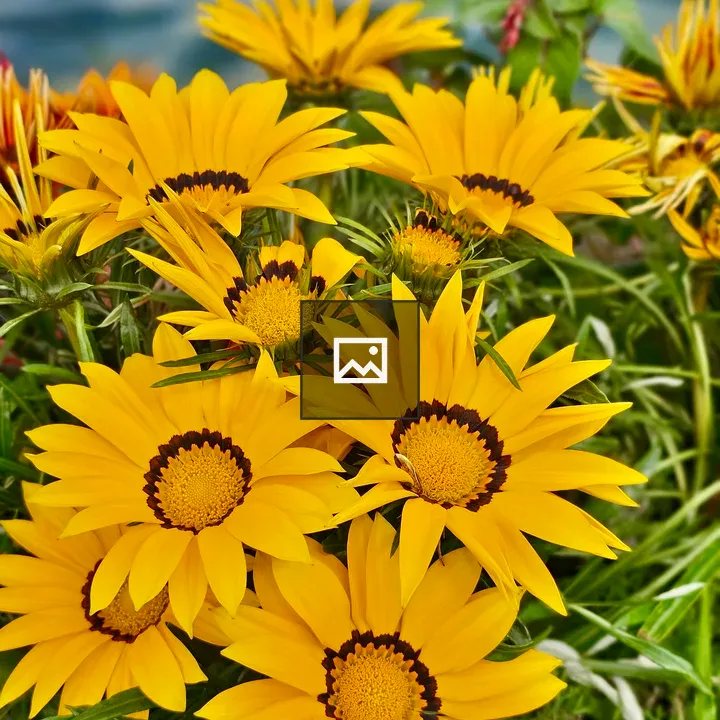 Gazania rigens close-up
