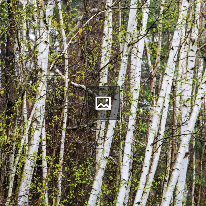 Birch Trees Stand