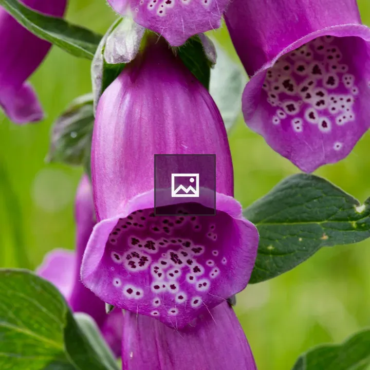 Pink foxglove flower close-up