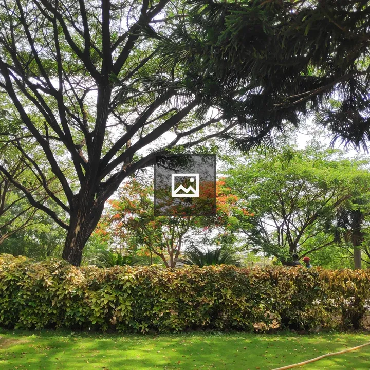 Nature trees and lawn