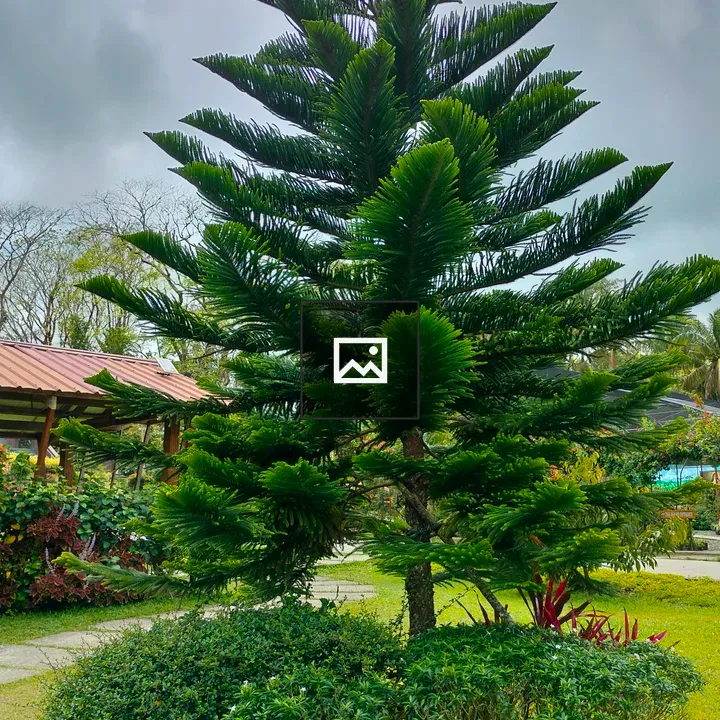 Pine Tree with Cloudy Sky