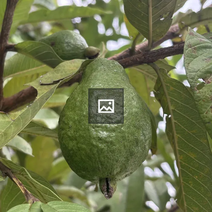 Green guava on a branch