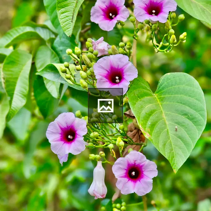 Argyreia nervosa flowers and buds