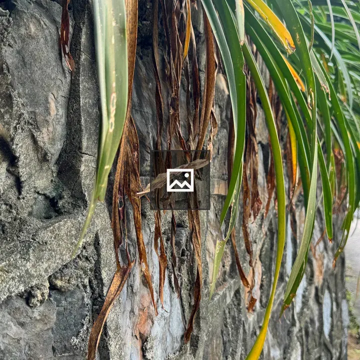 Close-up Leaves Over Stone Wall