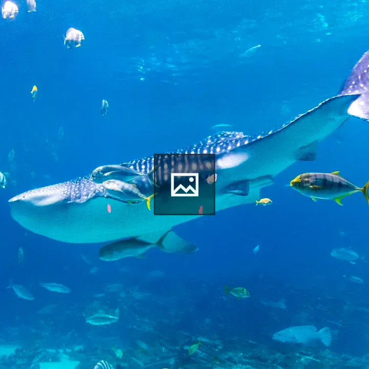 Whale shark and fish in aquarium