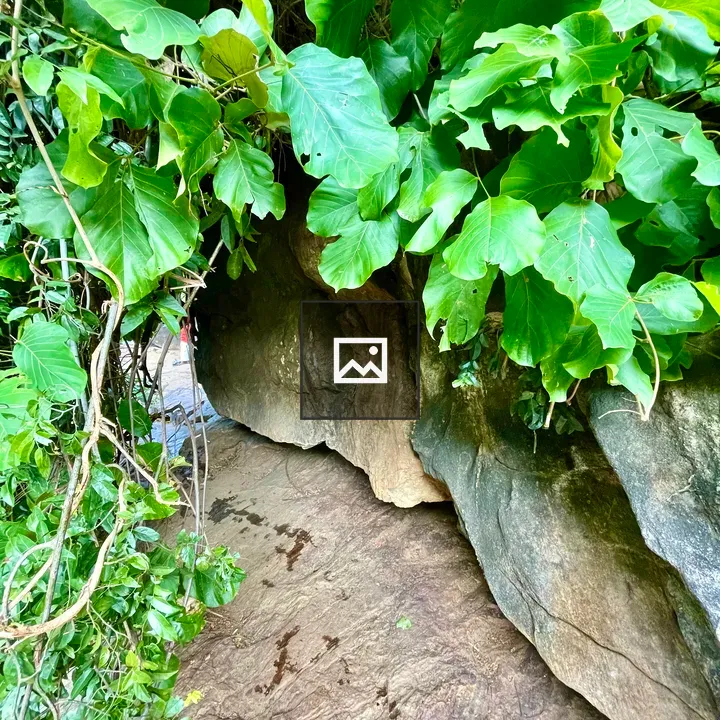Vines Form Hut Over Rocks