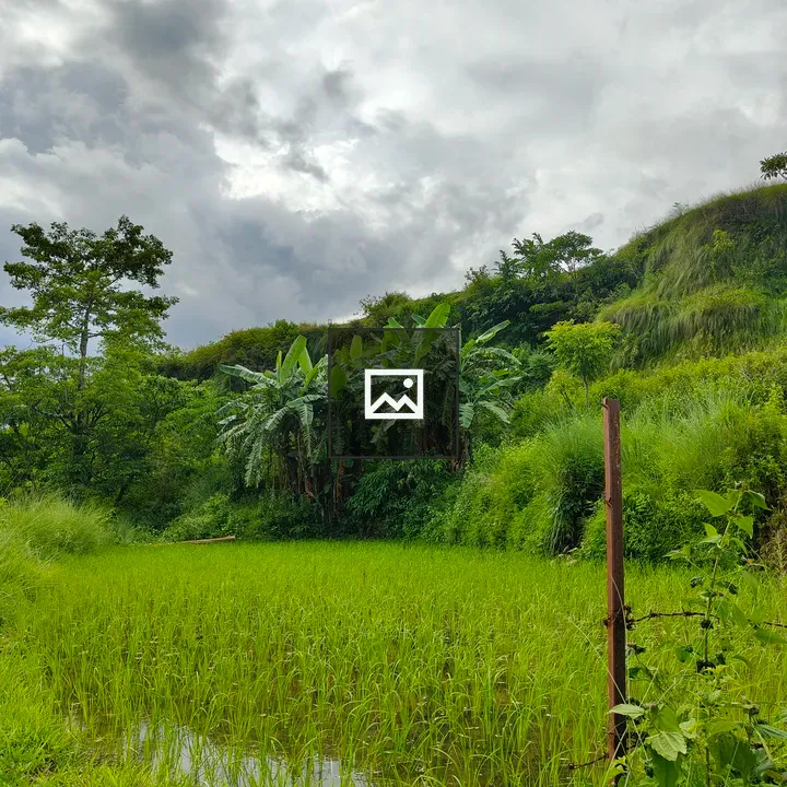 Farming land with paddy and banana trees