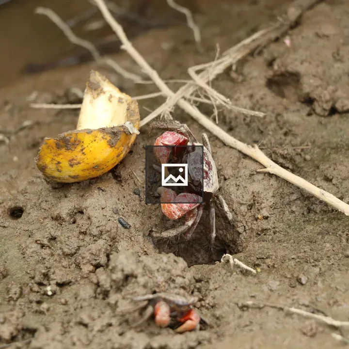 Crab on River Shore Eating Orange Peel
