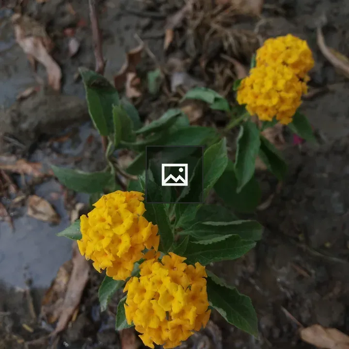 Yellow lantana