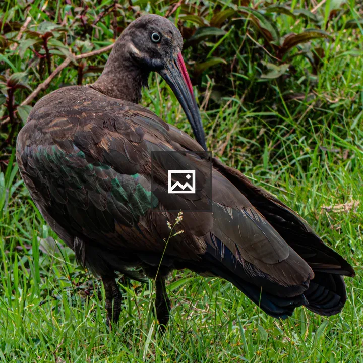Hadada Ibis in Grassland