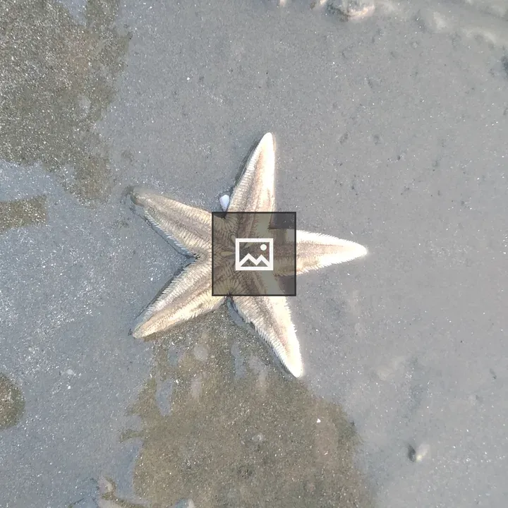 Starfish on Wet Beach Sand