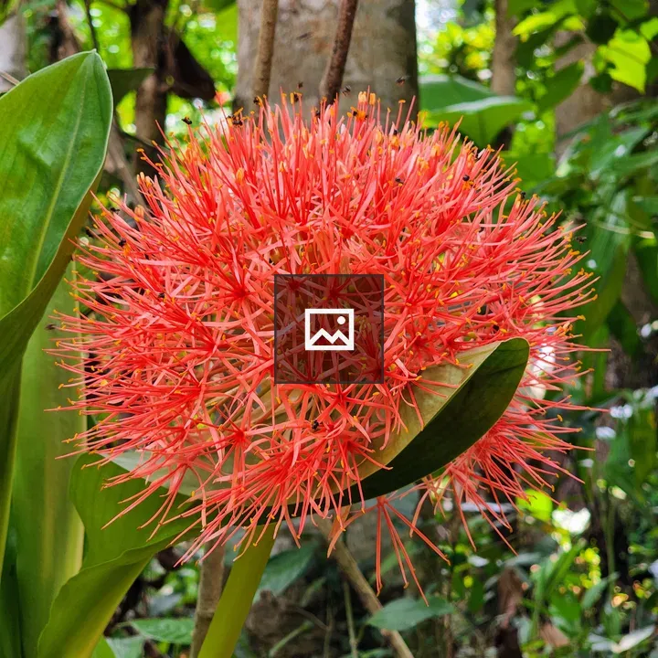 African Blood Lily