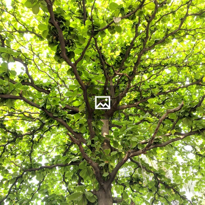 View from Beneath a Dense Tree Canopy
