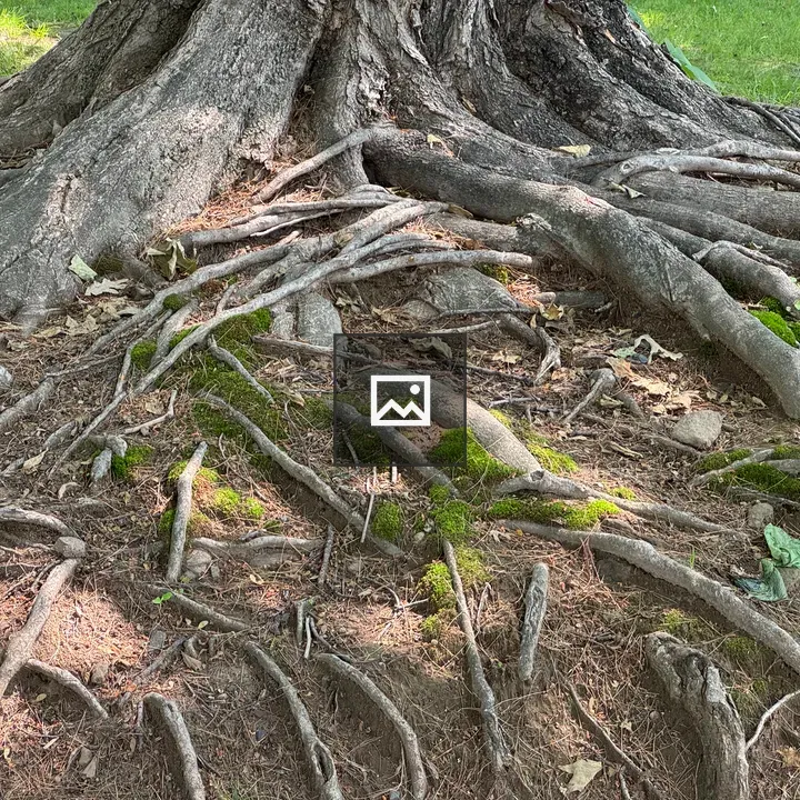 Tree Root System Close-Up
