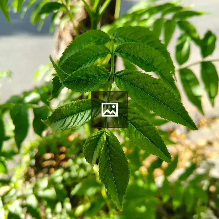 Compound leaf in symmetry