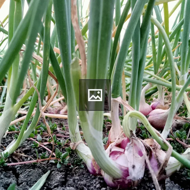 Red onions in rice field