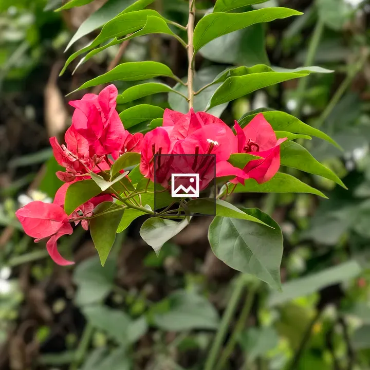 Bougainvillea Pink Blooms