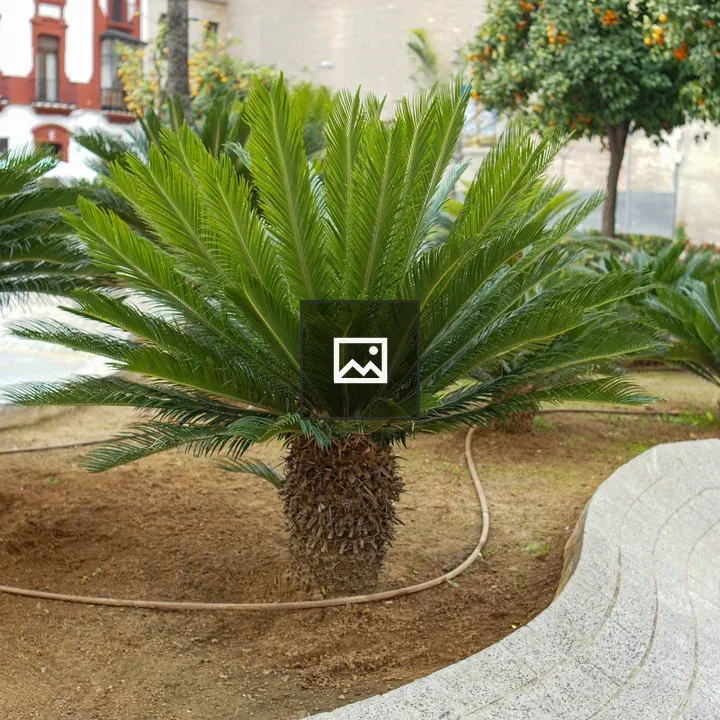 Young palm trees along curved pathway