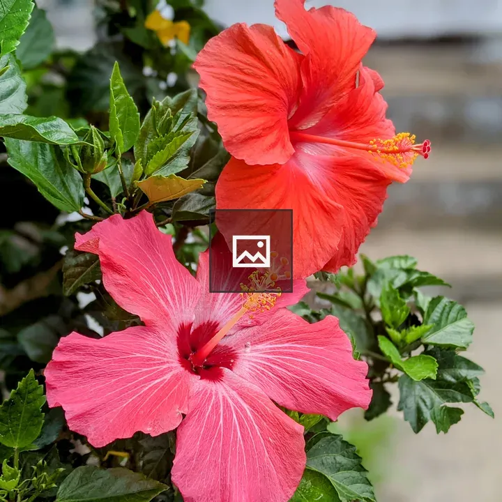 Pink hibiscus flowers in sun