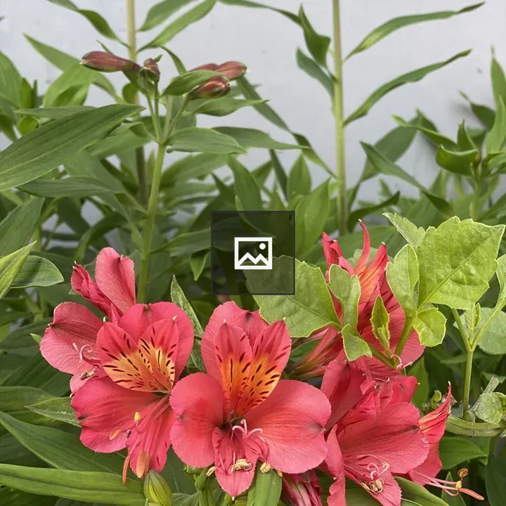 Vibrant Pink Flowers