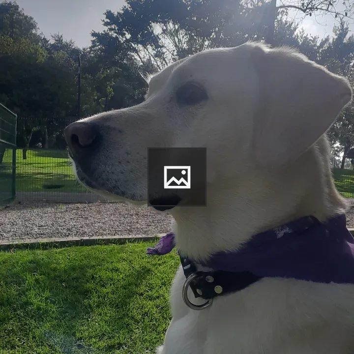 Labrador in sunlit park