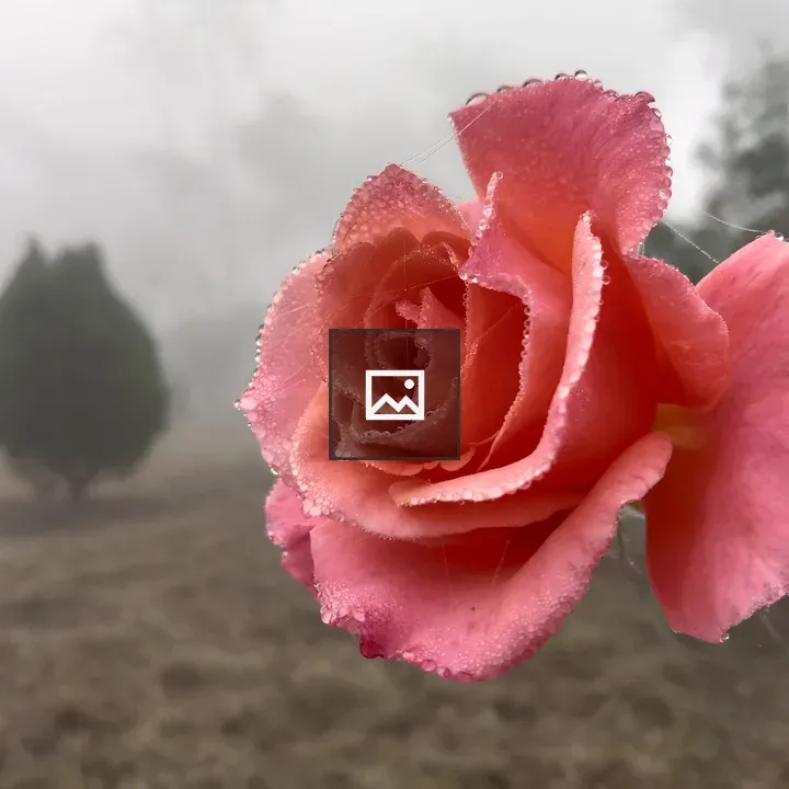Rosa Pink Wonder flower