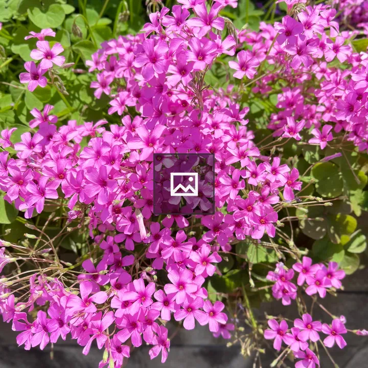 Pink Flowers Bloom