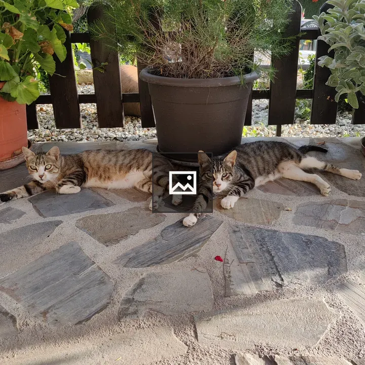 Two lazy cats