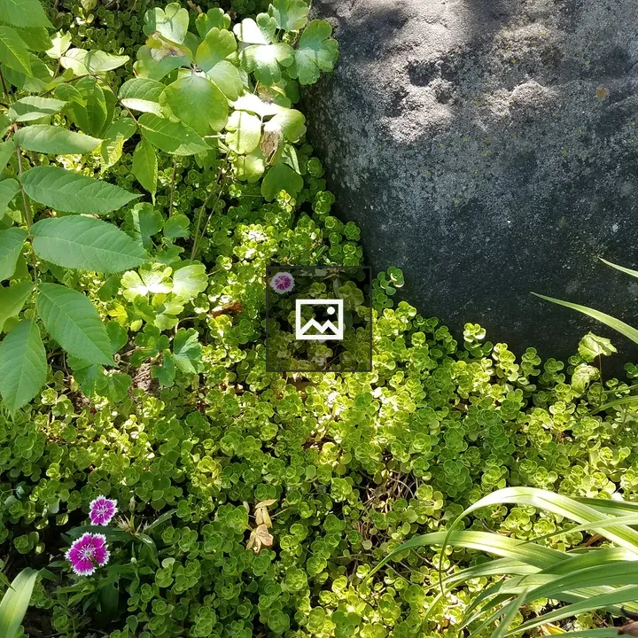 Summer rock garden