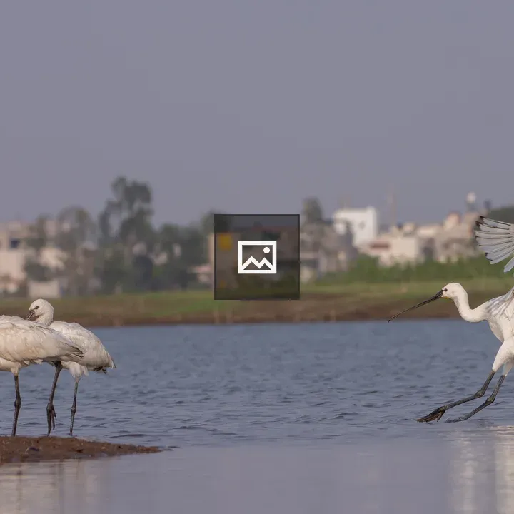 Group of spoonbills by water edge
