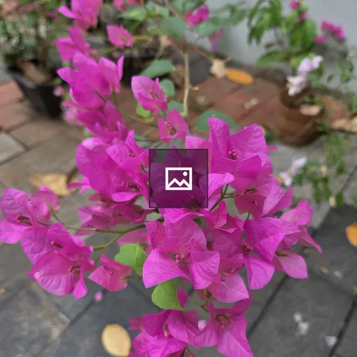 Pink Bougainvillea Close-Up