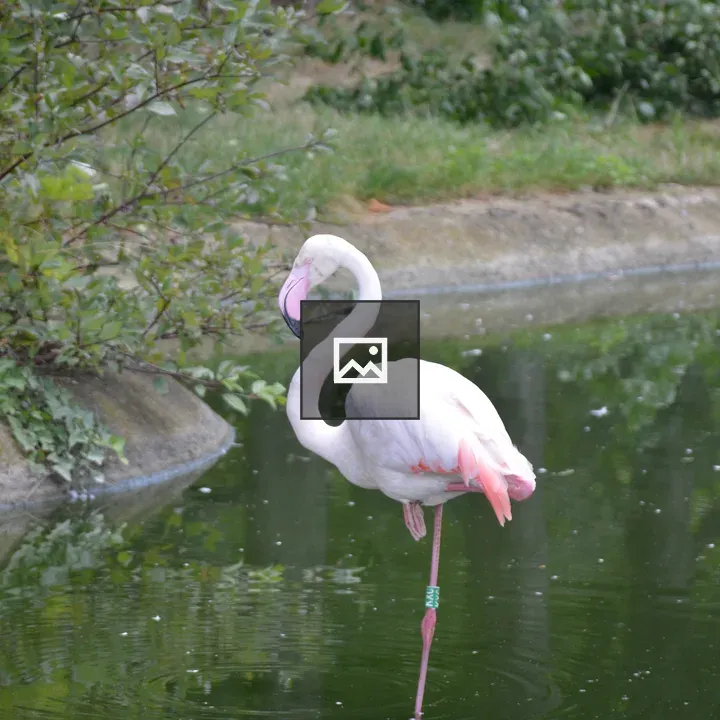 Flamingo on One Leg in Pond