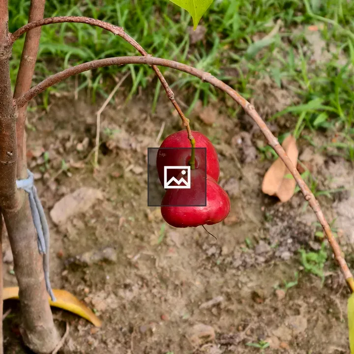 Two red water apples