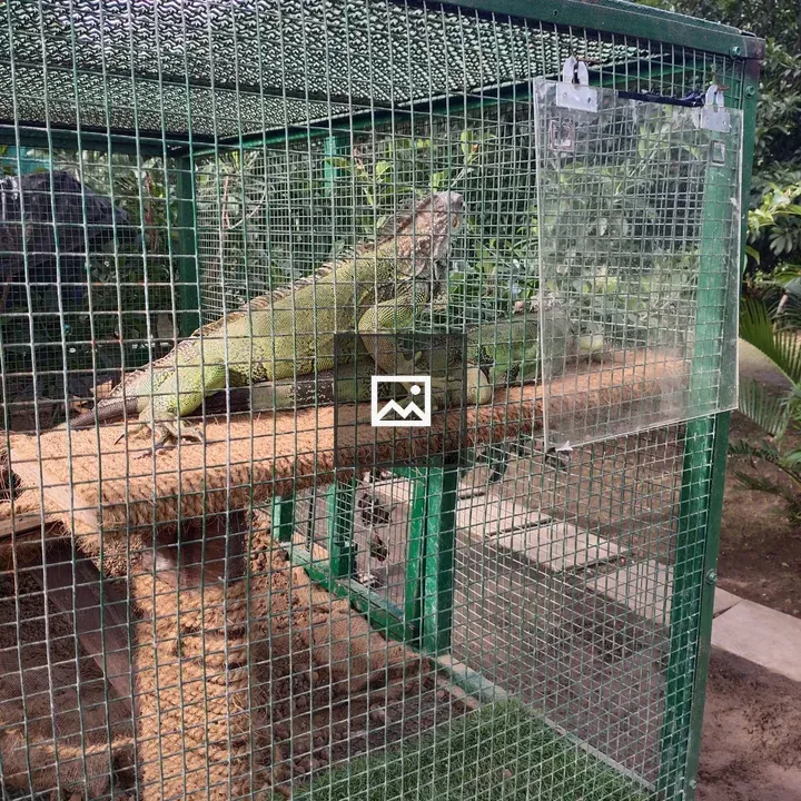 Green iguana in mesh enclosure
