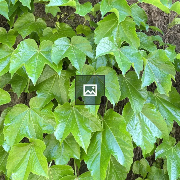 Dense leaves canopy