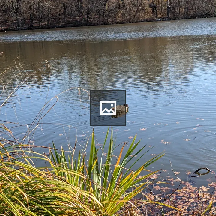 Duck in a Pond