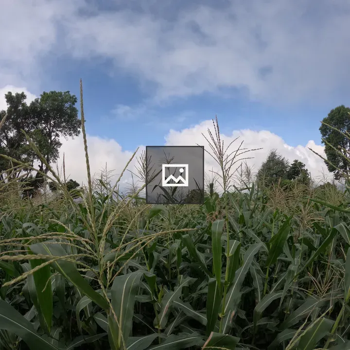 Corn field and sky
