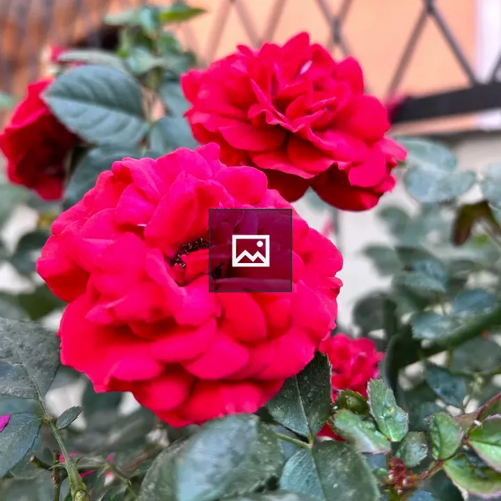 Red Rose in Green Tint