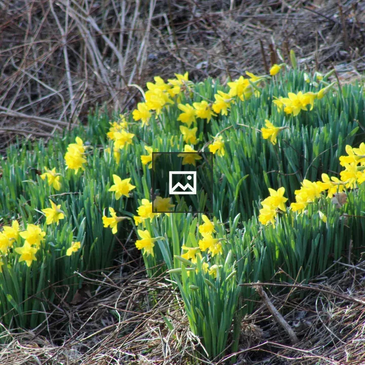 Daffodils on hillside