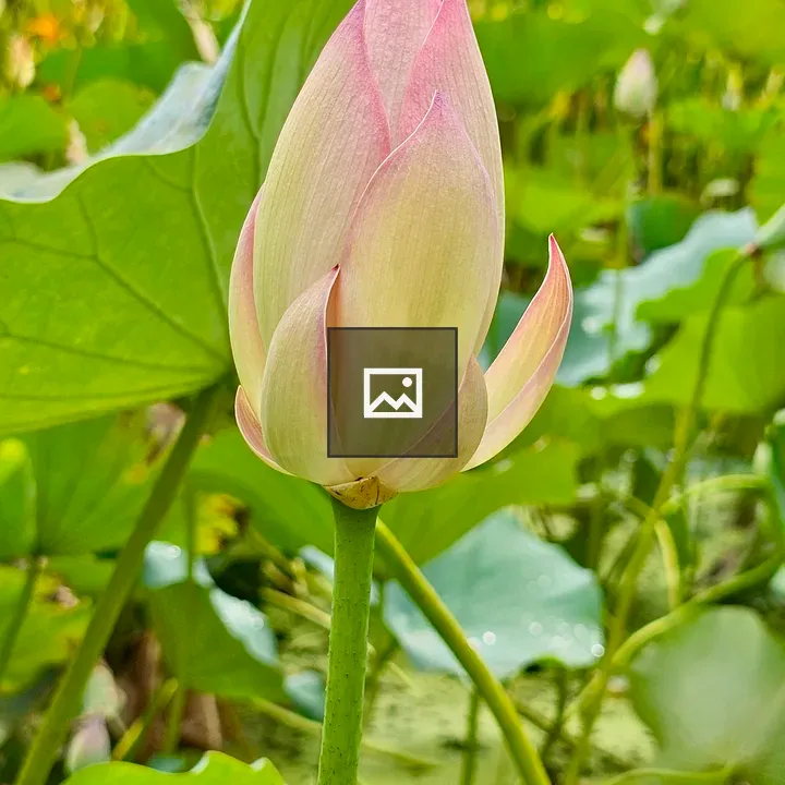 Pink lotus bud vertical view