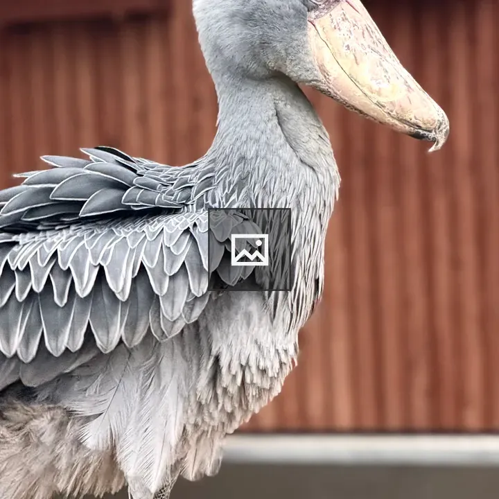 Shoebill Side View
