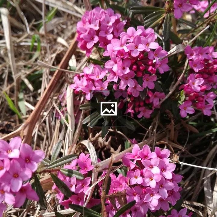 Daphne odora blossom